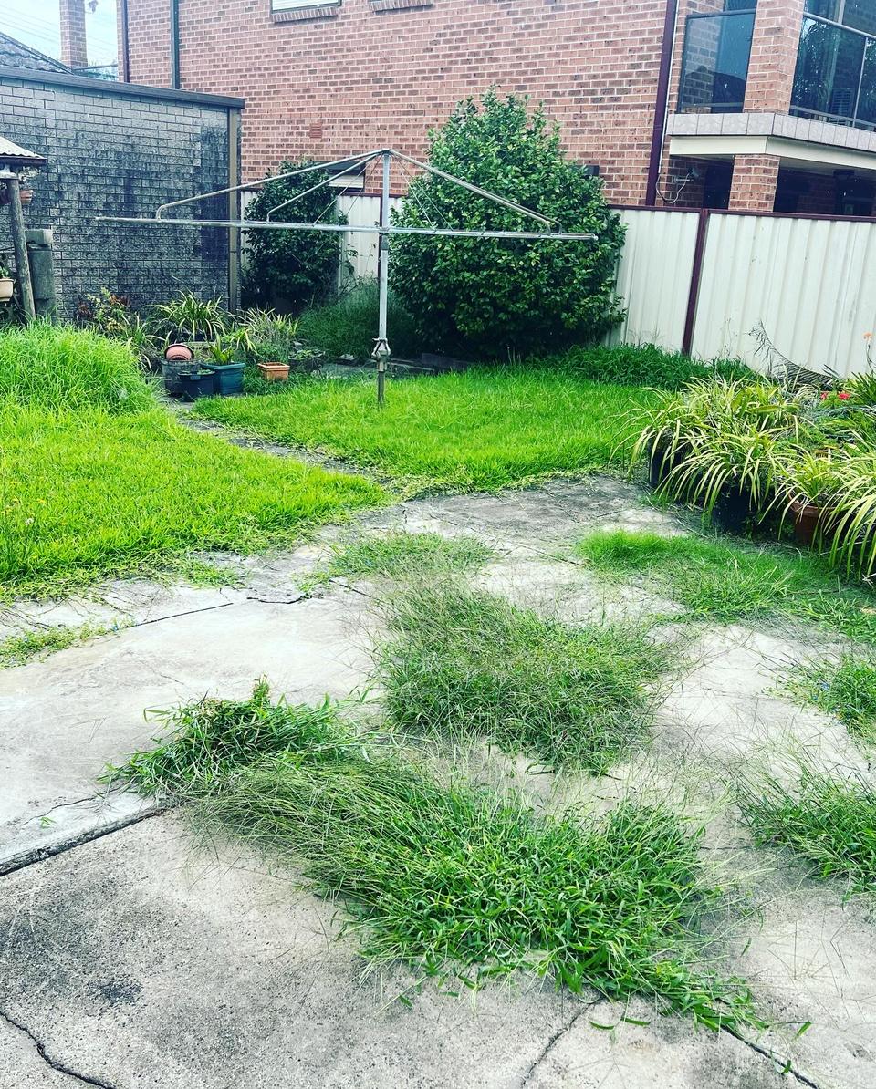 Overgrown backyard with long grass and weeds growing through the concrete before a full garden clean up