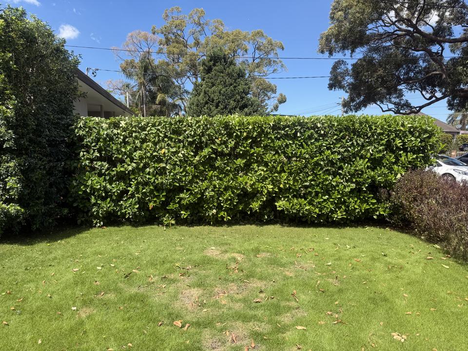The same hedge trimmed to a flat top and straight face